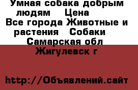 Умная собака добрым людям. › Цена ­ 100 - Все города Животные и растения » Собаки   . Самарская обл.,Жигулевск г.